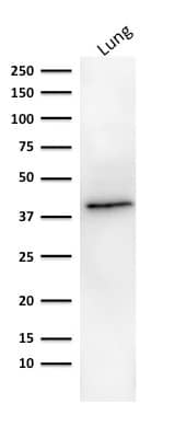 Western Blot analysis of human lung tissue lysate using EpCAM/TROP1 Antibody (MOC-31) - IHC-Prediluted.