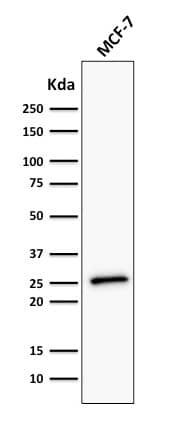 Western Blot Analysis of human MCF-7 cell lysate using Bcl-2 Antibody (BCL2/782 + BCL2/796) - IHC-Prediluted.