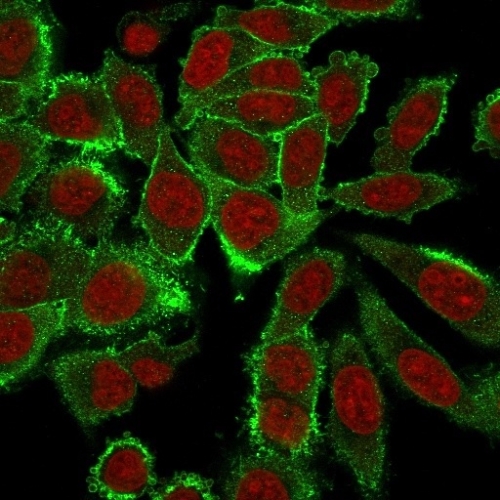 Immunofluorescent staining of PFA-fixed HeLa cells. Moesin Antibody (MSN/492) - IHC-Prediluted; followed by goat anti-mouse IgG-CF488 (green). The nuclear counterstain is RedDot (red).