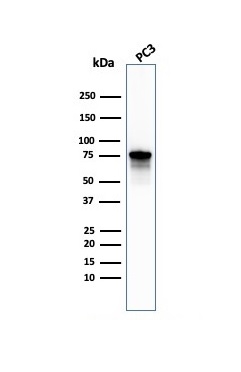 Western Blot Analysis of PC-3 cell lysate using Moesin Antibody (MSN/492) - IHC-Prediluted.