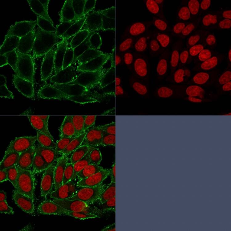 Immunofluorescent staining of paraformaldehyde-fixed HeLa cells. Moesin Antibody (MSN/493) - IHC-Prediluted followed by goat anti-Mouse IgG-CF488 (Green). The nuclear counterstain is Reddot (Red)