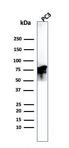 Western Blot Analysis of PC3 cell lysate. Moesin Antibody (MSN/493) - IHC-Prediluted.