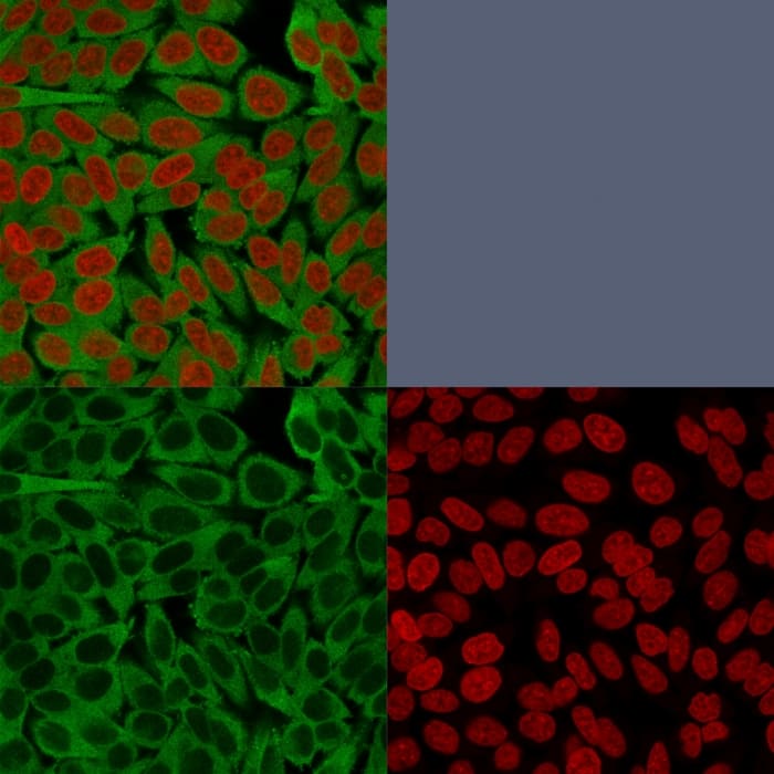 Confocal immunofluorescence image of HeLa cells using Fascin Antibody (FSCN1/416) - IHC-Prediluted. Green (CF488) and Reddot is used to label the nuclei Red.