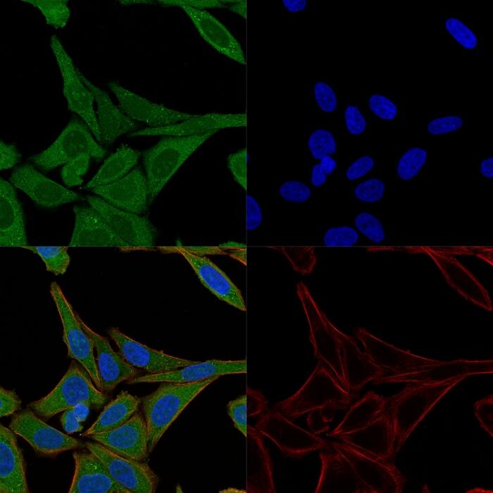 Immunofluorescence Analysis of HeLa cells labeling Fascin with Fascin Antibody (FSCN1/417) - IHC-Prediluted-CF640 (Green). The nuclear counterstain is Hoescht (Blue). Membrane is Phalloidin 488 (Red) .
