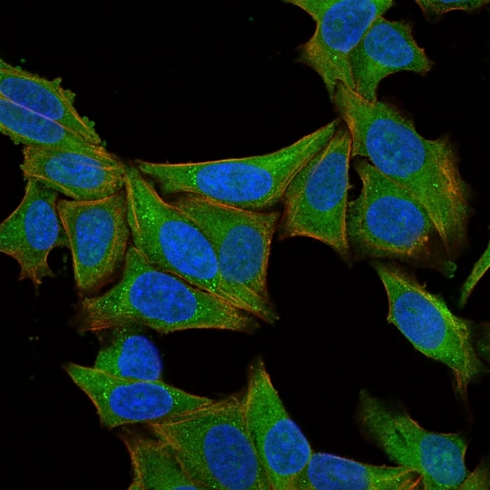 Immunofluorescence Analysis of HeLa cells labeling Fascin with Fascin Antibody (SPM133) - IHC-Prediluted- IgG-CF640 (Green). The nuclear counterstain is Hoescht (Blue). Membrane is Phalloidin 488 (Red).