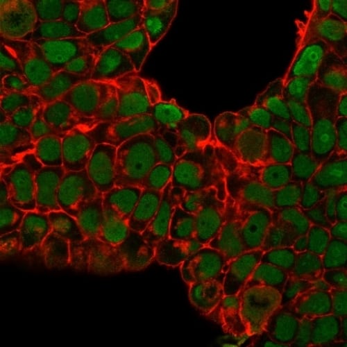 Immunofluorescence analysis of PFA-fixed MCF-7 cells. Nucleolin Antibody (SPM614) - IHC-Prediluted followed by goat anti-mouse IgG-CF488 (green). Membrane stained with phalloidin-CF640.