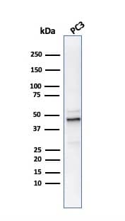 Western Blot Analysis of PC3 cell lysate usingOrnithine Decarboxylase Antibody (ODC1/486) - IHC-Prediluted.