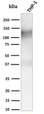 Western Blot Analysis of human THP-1 cell lysate using CD31/PECAM-1 Antibody (C31.3 + C31.7 + C31.10) - IHC-Prediluted.