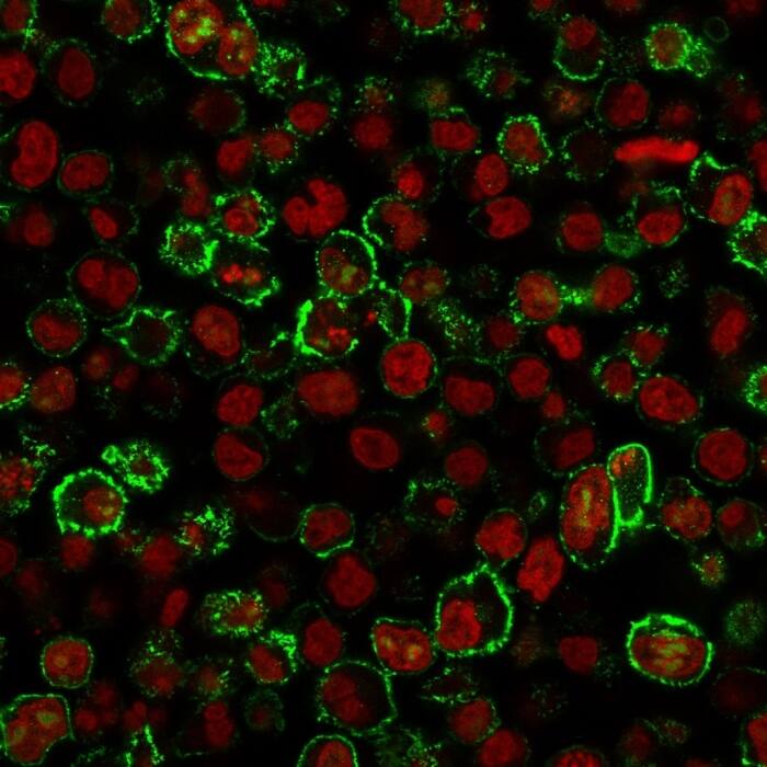 Immunofluorescence staining of Raji cells using CD20 Antibody (IGEL/773) - IHC-Prediluted followed by goat anti-mouse IgG conjugated to CF488 (green). Nuclei are stained with Reddot.