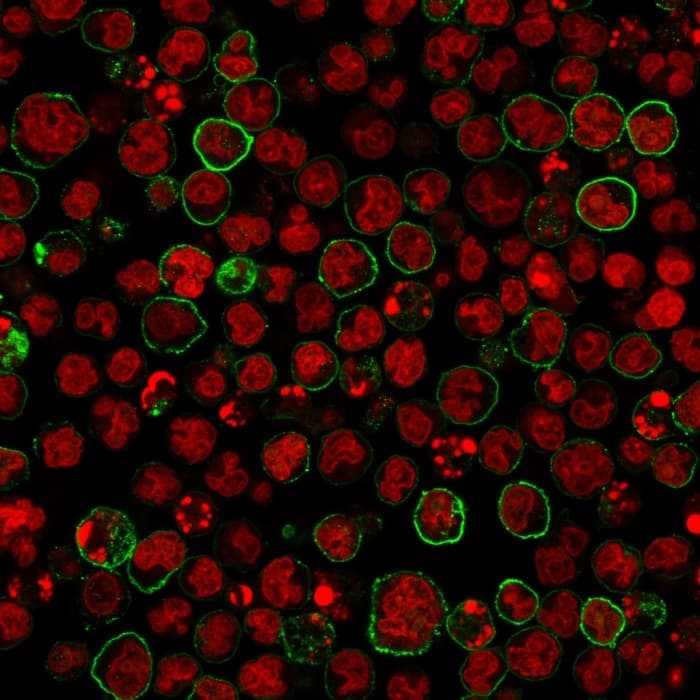 Immunofluorescence staining of MOLT-4 cells using CD20 Antibody (SPM618) - IHC-Prediluted followed by goat anti-Mouse IgG conjugated to CF488 (green). Nuclei are stained with Reddot.
