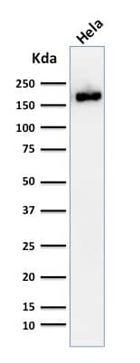 Western Blot Analysis of HeLa cell lysate using Podocalyxin Like Antibody (2A4) - IHC-Prediluted.