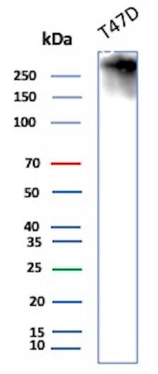 Western Blot Analysis of T47D cell lysate using MUC1 Antibody (HMPV) - IHC-Prediluted.