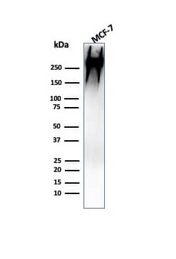 Western Blot Analysis of human MCF-7 cell lysate using MUC1 Antibody (MUC1/955) - IHC-Prediluted.