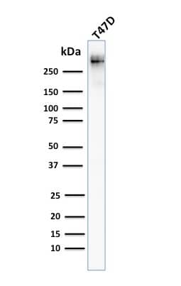 Western Blot Analysis of human T47D cell lysate using MUC1 Antibody (MUC1/955) - IHC-Prediluted.