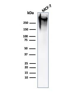 Western Blot Analysis of human MCF-7 cell lysate using MUC1 Antibody (MUC1/520) - IHC-Prediluted.