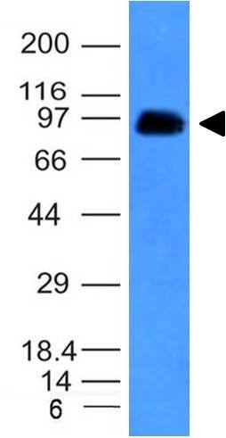 Western Blot Analysis of human Spleen lysate using CD43/Sialophorin Antibody (SPN/839) - IHC-Prediluted.