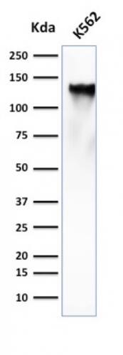 Western Blot Analysis of K562 cell lysate using CD43/Sialophorin Antibody (SPN/839) - IHC-Prediluted.