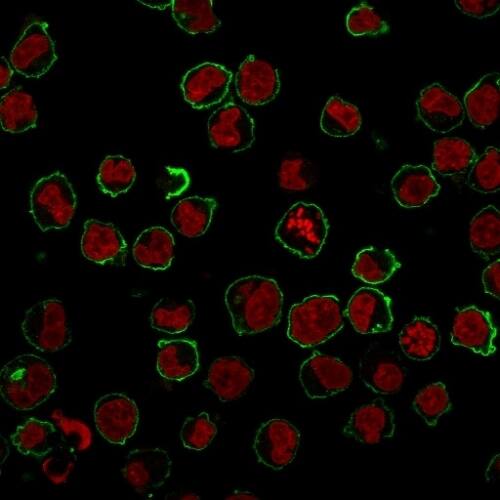 Immunofluorescence Analysis of K562 cells labeling CD43 with CD43/Sialophorin Antibody (SPN/839) - IHC-Prediluted followed by Goat anti-Mouse IgG-CF488 (Green). The nuclear counterstain is NucSpot® Live 650.