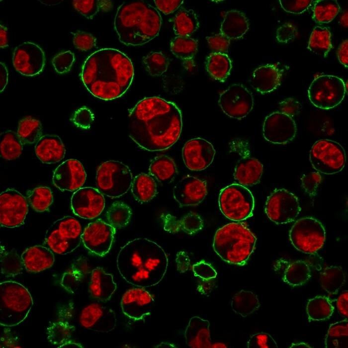 Immunofluorescence Analysis of K562 cells labeling CD43 with CD43/Sialophorin Antibody (84-3C1) - IHC-Prediluted followed by Goat anti-Mouse IgG-CF488 (Green). The nuclear counterstain is NucSpot¬Æ.