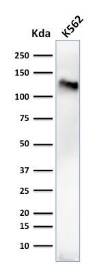 Western Blot Analysis of K562 cell lysate using CD43/Sialophorin Antibody (84-3C1) - IHC-Prediluted.
