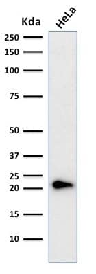 Western Blot Analysis of human HeLa cell lysate using p21/CIP1/CDKN1A Antibody (CIP1/823 + DCS-60.2) - IHC-Prediluted.