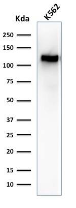 Western Blot Analysis of K562 cell lysate using CD43/Sialophorin Antibody (SPN/1094) - IHC-Prediluted.