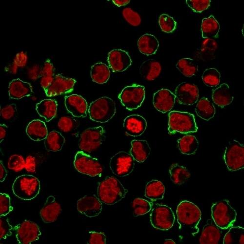Immunofluorescence Analysis of K562 cells labeling CD43 with CD43/Sialophorin Antibody (SPN/1094) - IHC-Prediluted followed by Goat anti-Mouse IgG-CF488 (Green). The nuclear counterstain is NucSpot.