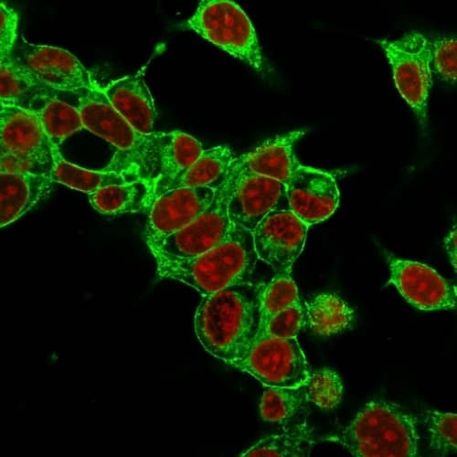 Immunofluorescence Analysis of MeOH-fixed HepG2 cells labeling Glypican-3 with Glypican 3 Antibody (SPM595) - IHC-Prediluted followed by Goat anti-Mouse IgG-CF488 (Green). The nuclear counterstain is Reddot (Red)
