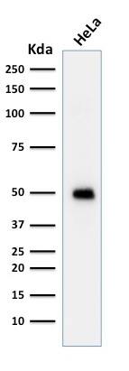 Western Blot Analysis of HeLa cell lysate using p53 Antibody (TRP/817) - IHC-Prediluted