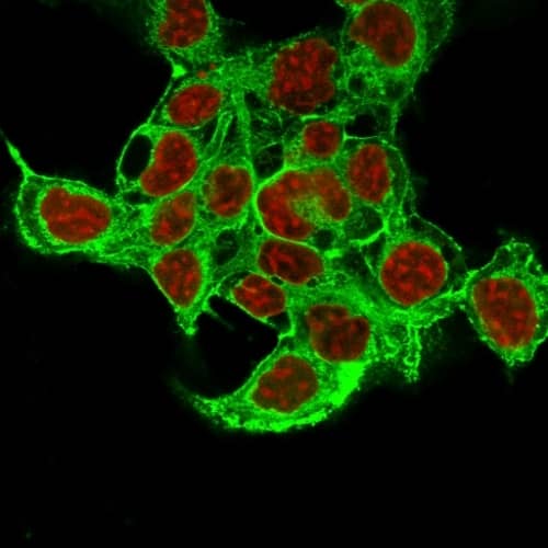Immunofluorescence Analysis of MeOH-fixed HepG2 cells labeling Glypican-3 with Glypican 3 Antibody (1G12 + GPC3/863) - IHC-Prediluted followed by Goat anti-Mouse IgG-CF488 (Green). The nuclear counterstain is Reddot (Red)