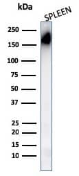 Western Blot Analysis of human Spleen tissue lysates using CD45RA Antibody (PTPRC/1148) - IHC-Prediluted.