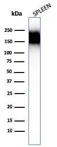 Western Blot Analysis of human spleen tissue lysates using CD45RA Antibody (SPM504) - IHC-Prediluted.