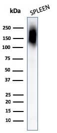 Western Blot Analysis of human Spleen tissue lysates using CD45RB Antibody (PTPRC/1132) - IHC-Prediluted.