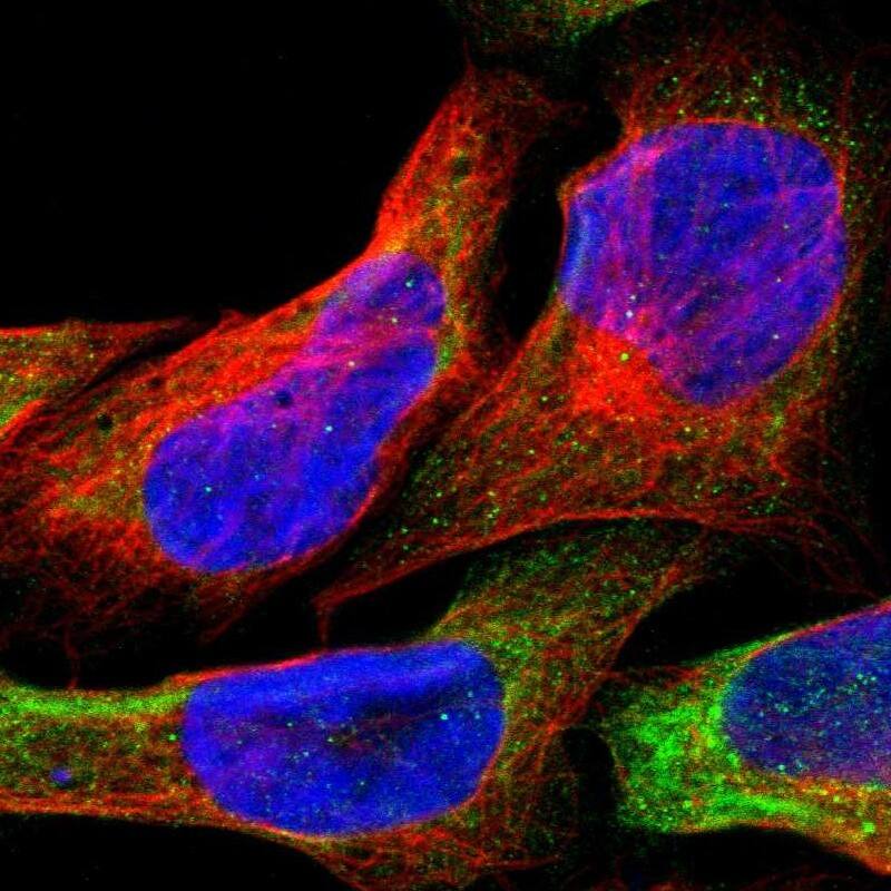 Staining of human cell line U-2 OS shows positivity in cytoplasm.