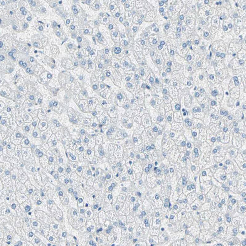 Staining of human liver shows negative cytoplasmic positivity in glandular cells as expected.