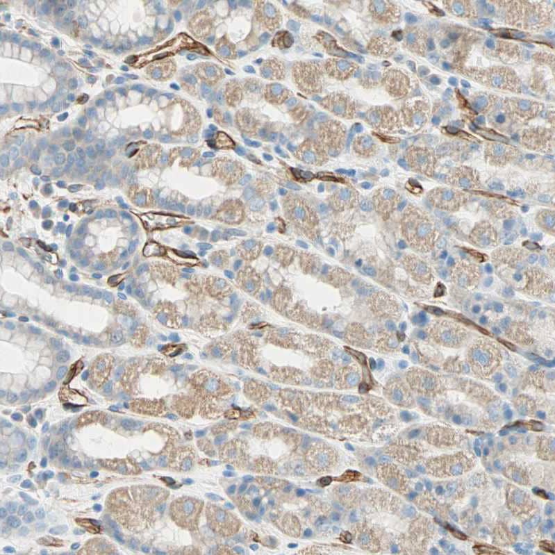 Staining of human gastrointestinal shows moderate cytoplasmic positivity in glandular cells.