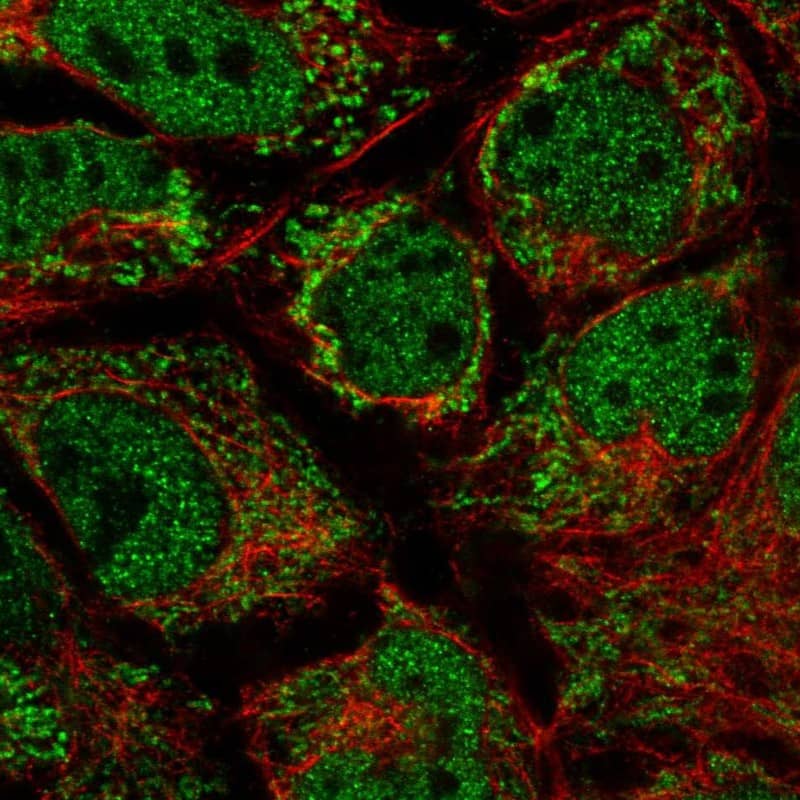 Staining of human cell line CACO-2 shows localization to nucleoplasm & mitochondria.