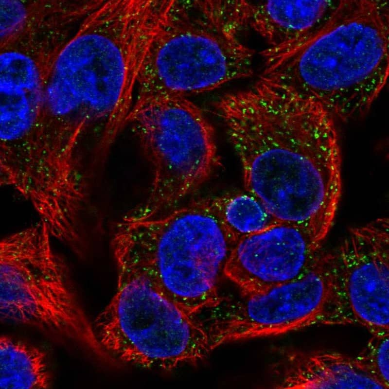 Immunocytochemistry/ Immunofluorescence PECI Antibody - BSA Free