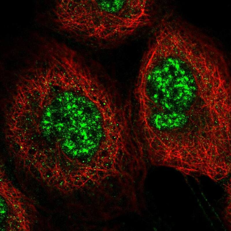 Immunocytochemistry/ Immunofluorescence C6orf106 Antibody - BSA Free