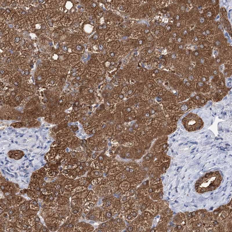<b>Independent Antibodies Validation. </b>Staining of human liver shows strong cytoplasmic and membranous positivity in hepatocytes and bile duct cells.
