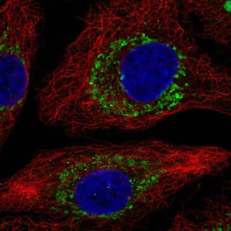 Staining of human cell line A549 shows localization to mitochondria.