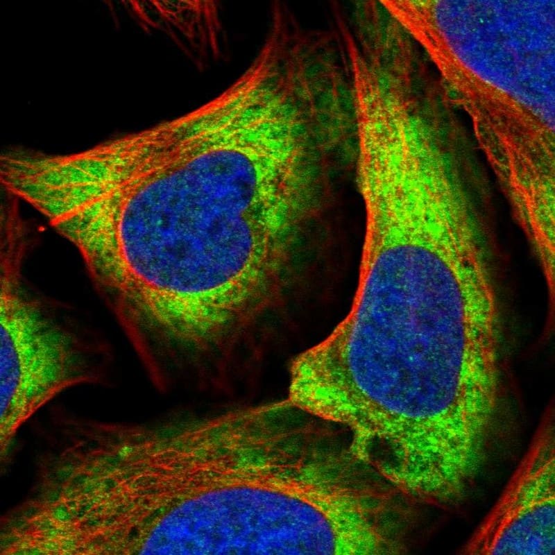 Staining of human cell line U-2 OS shows localization to nucleoplasm & cytosol.