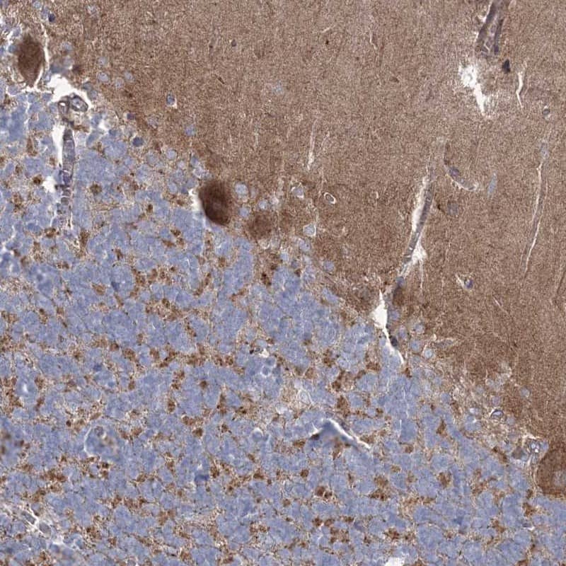 Immunohistochemistry-Paraffin ARSJ Antibody - BSA Free