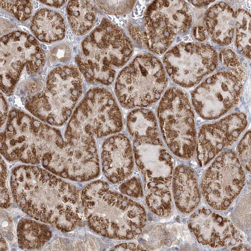 Staining of human kidney shows strong cytoplasmic positivity in tubular cells.