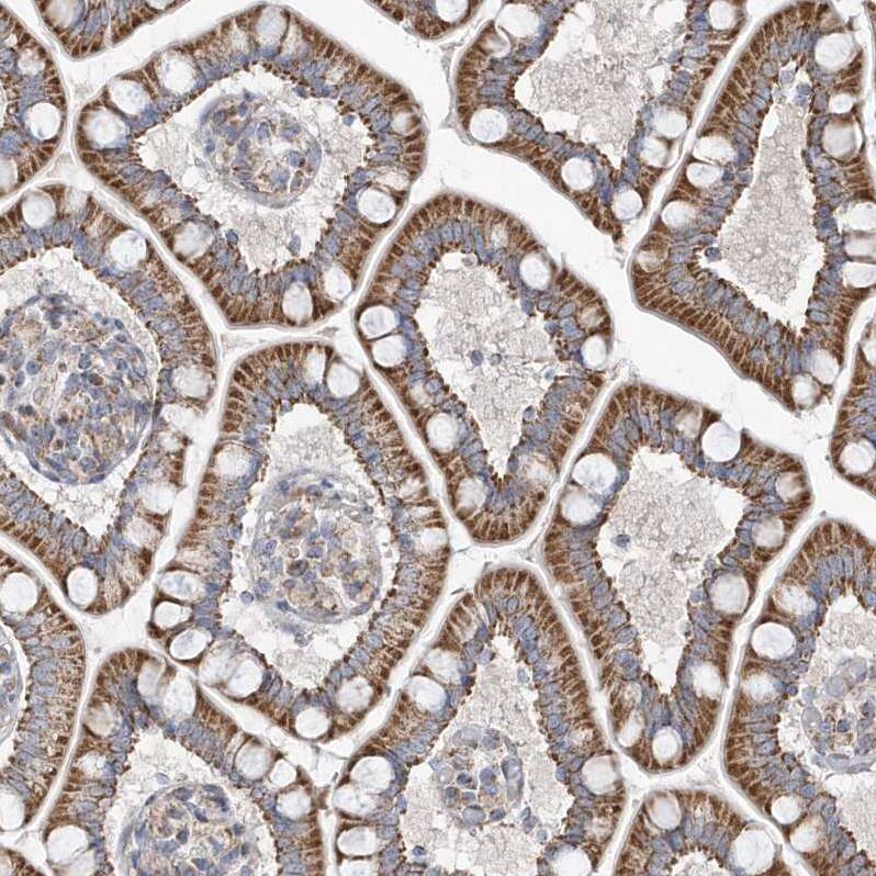 Staining of human small intestine shows strong cytoplasmic granular positivity in glandular cells.