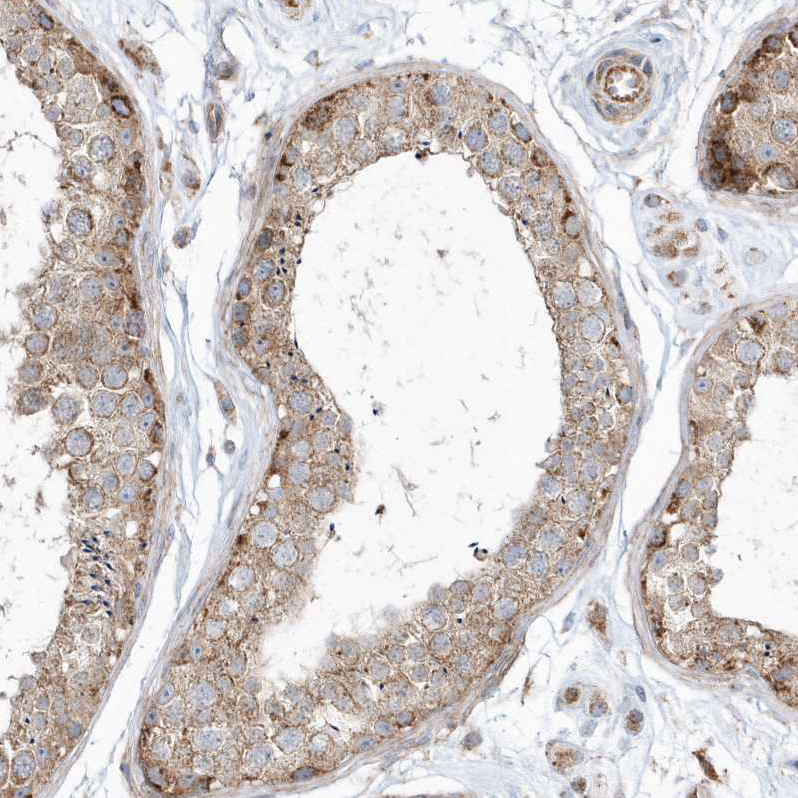 Staining of human testis shows weak cytoplasmic granular positivity in cells in seminiferous ducts.