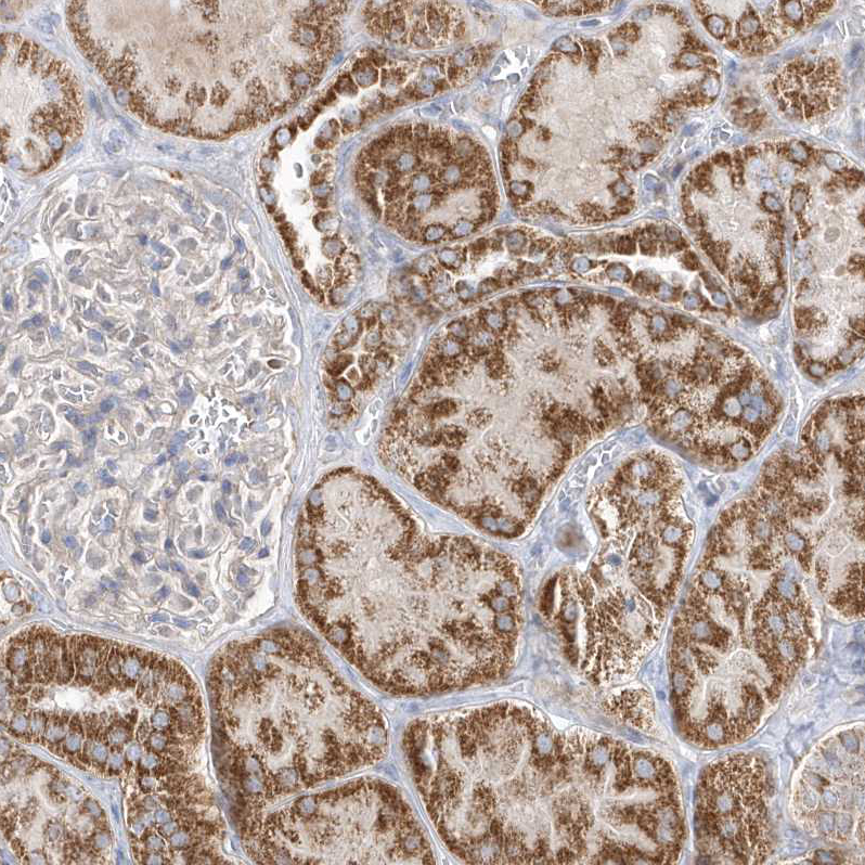 Staining of human kidney shows strong cytoplasmic granular positivity in cells in tubules.