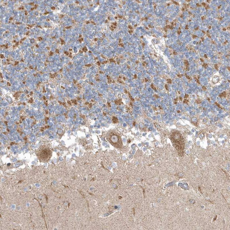 Staining of human cerebellum shows strong cytoplasmic granular positivity in Purkinje cells.