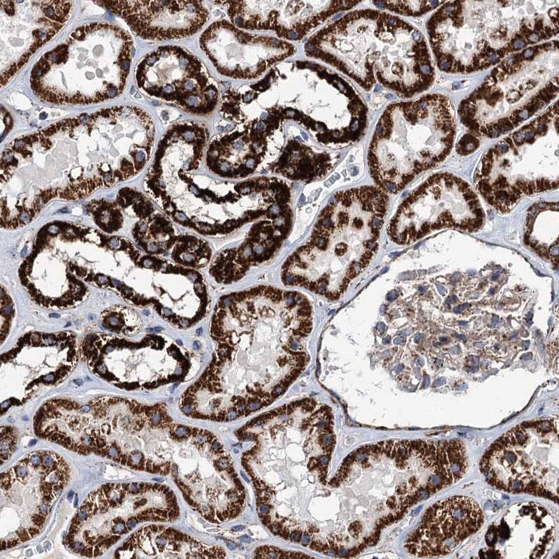 Staining of human kidney shows strong granular cytoplasmic positivity in cells in tubules.
