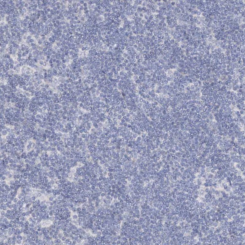 Staining of human lymph node shows no positivity in non-germinal center cells as expected.